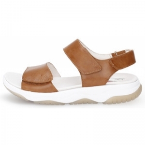 66829-53 CAMEL